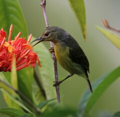 Anthreptes malacensis