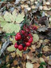 Actaea erythrocarpa