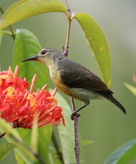 Anthreptes malacensis