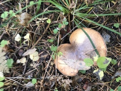 Suillus luteus