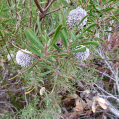 Leucadendron galpinii