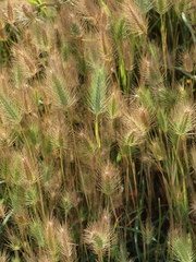 Hordeum marinum