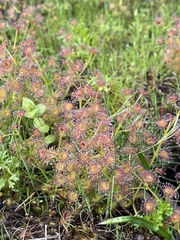 Drosera stolonifera