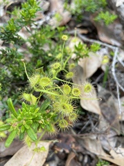 Drosera indumenta