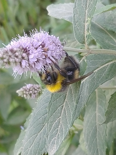 White-tailed bumblebee