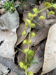 Drosera indumenta