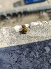 Vespula