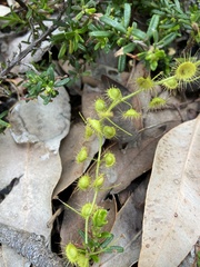 Drosera indumenta