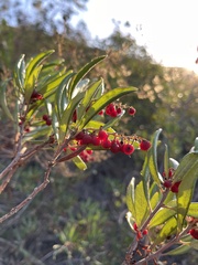 Comarostaphylis diversifolia