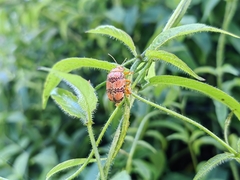 Podontia dalmani