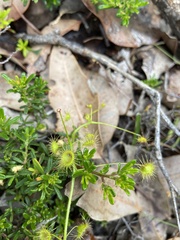 Drosera indumenta