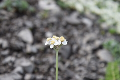 Achillea clavennae