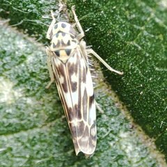 Eupteryx