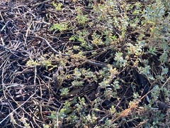 Delma inornata