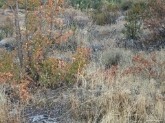 Lavandula pedunculata