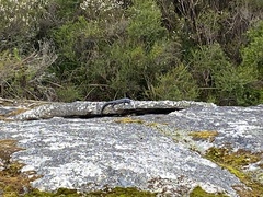 Egernia kingii