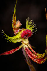 Caladenia lobata