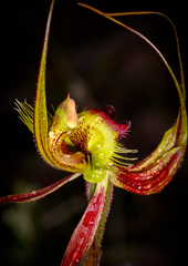 Caladenia lobata
