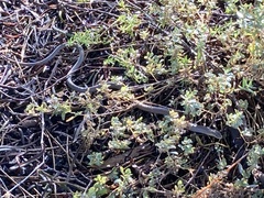 Delma inornata