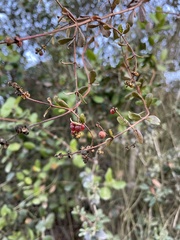 Lonicera subspicata denudata