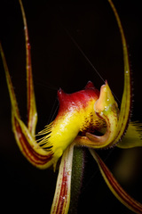 Caladenia lobata