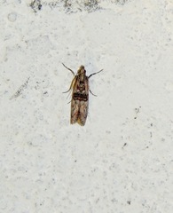 Nephopterix angustella