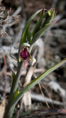 Calochilus robertsonii
