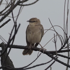 Cincloramphus mathewsi