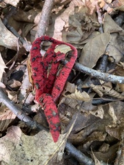 Clathrus archeri