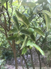 Citrus japonica