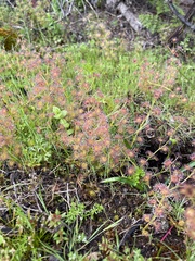 Drosera stolonifera