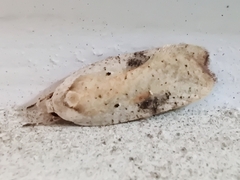 Agonopterix nervosa
