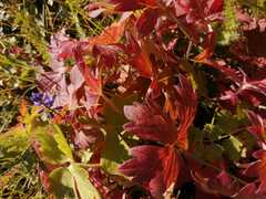 Geranium wlassovianum
