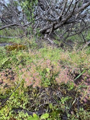 Drosera stolonifera