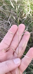 Austrostipa bigeniculata
