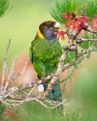 Barnardius zonarius semitorquatus