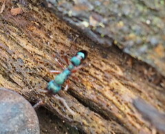 Rhytidoponera aspera