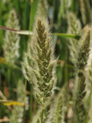 Polypogon monspeliensis
