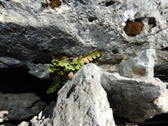 Asplenium ceterach