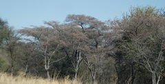 Combretum