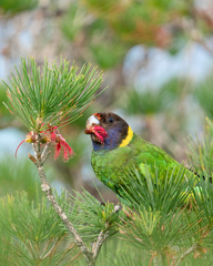 Barnardius zonarius semitorquatus