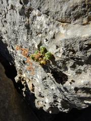Sedum dasyphyllum