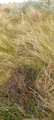 Austrostipa bigeniculata