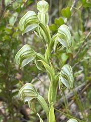 Pterostylis vittata