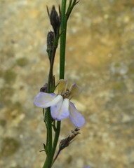 Lobelia capillifolia