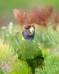 Barnardius zonarius semitorquatus