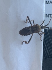 Leptoglossus occidentalis