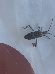Leptoglossus occidentalis