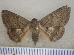 Eudesmeola lawsoni