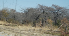 Combretum